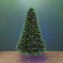 Fraser Supreme Fir Tree – 7.5′